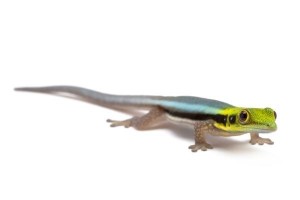 Phelsuma klemmeri